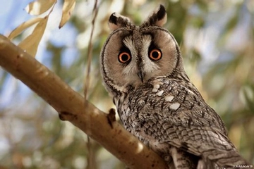 Kulaklı Orman Baykuşu