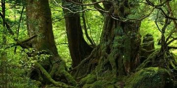Orman Ağaçları Nelerdir?