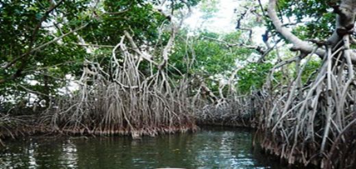 Mangrov Ormanlar