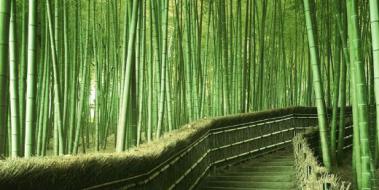 Bambu Ormanı