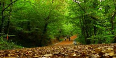 Belgrad Ormanı